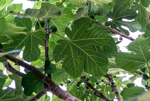 Fra frugt til træ: Sådan dyrker og plejer du dit eget figentræ